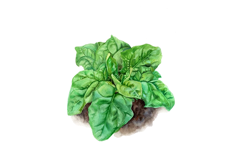 Spinat ‘Winterriesen’
