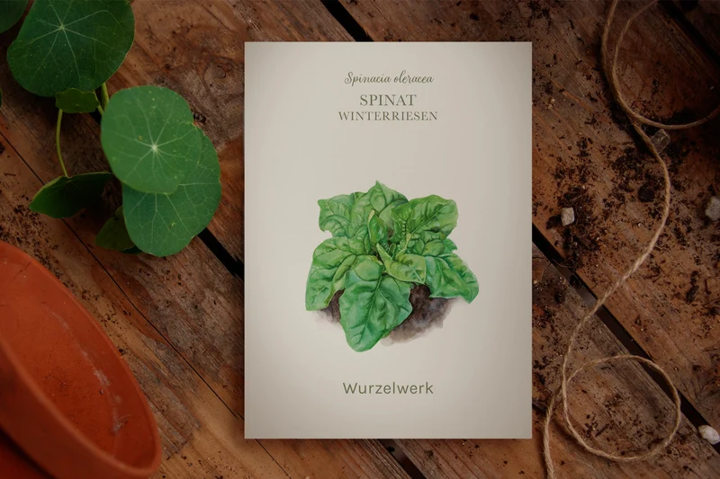 Spinat ‘Winterriesen’