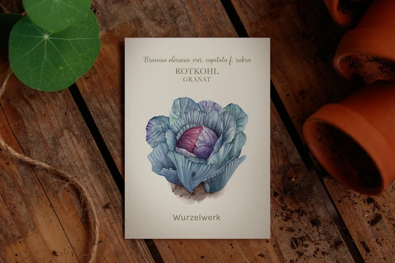 Rotkohl ‘Granat’
