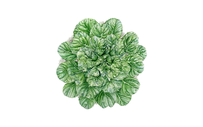 Asiatischer Blattsenf ‘Tatsoi‘