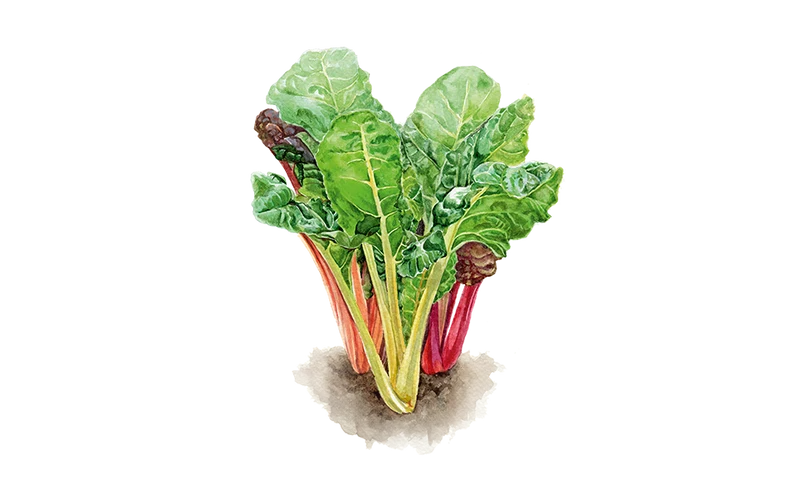 Mangold ‘Rainbow‘