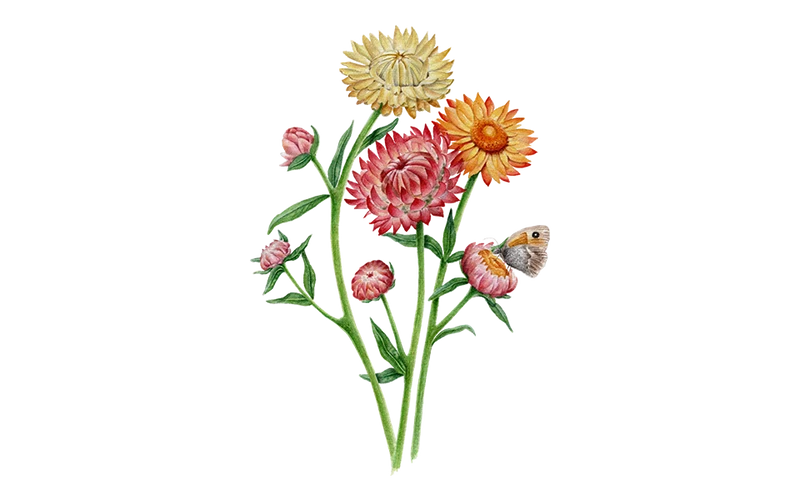 Strohblume ‘Roggli Riesen’