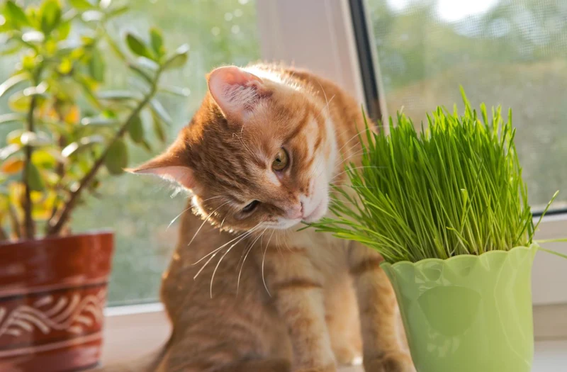 200g Katzengras Samen + Katzenminze