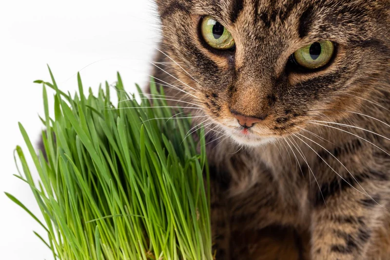 200g Katzengras Samen + Katzenminze