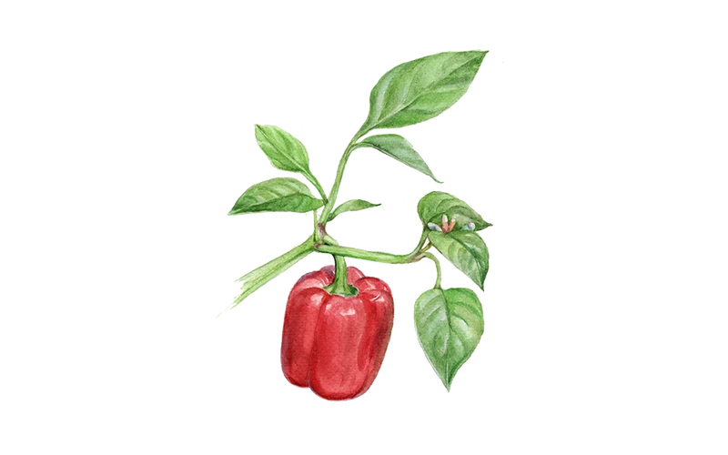 Paprika ‘Yolo Wonder’, Bio-Jungpflanze