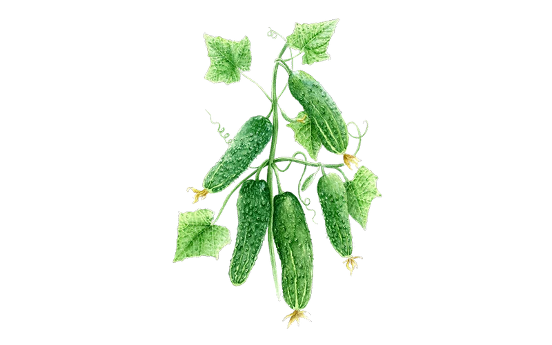 Einlegegurke ‘Vorgebirgstrauben’, Bio-Jungpflanze