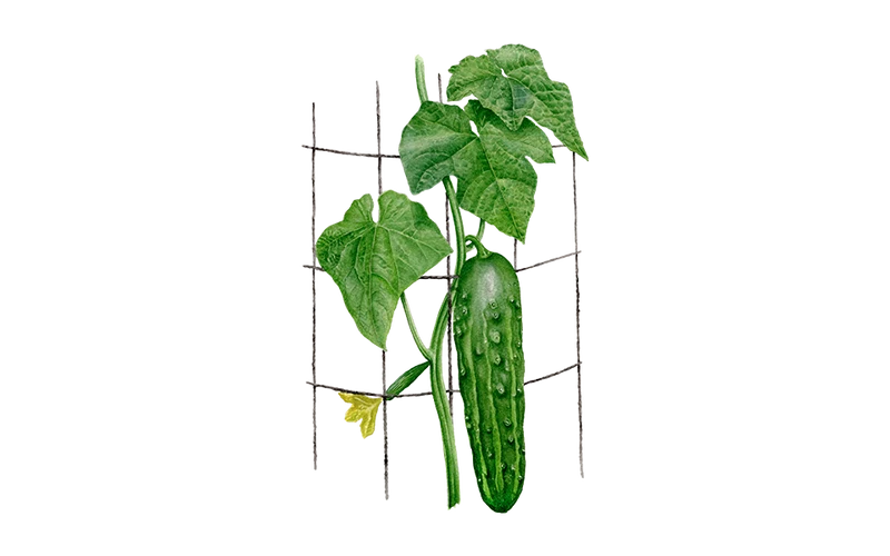 Freilandgurke ‘Marketmore’, Bio-Jungpflanze