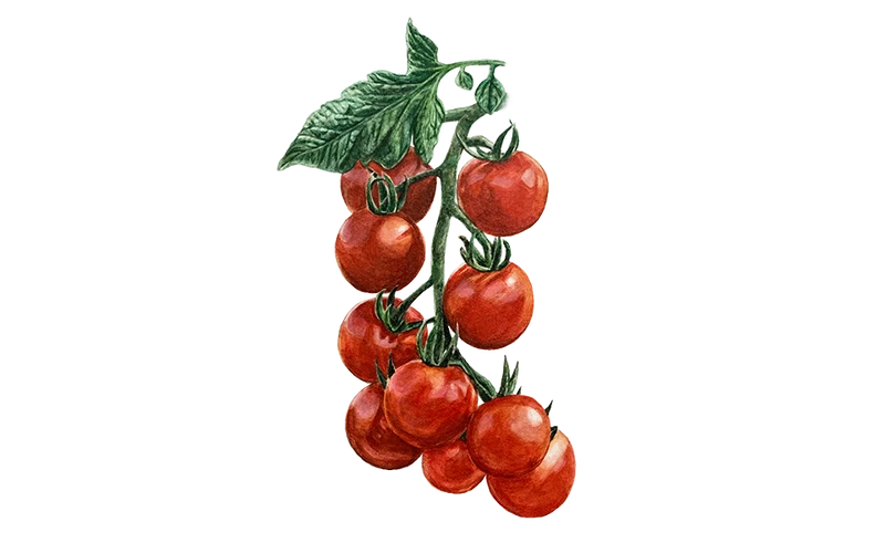 Freiland-Cocktailtomate ‘Primabella’, Bio-Jungpflanze