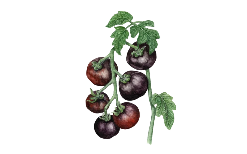Salattomate ‘Indigo Rose’, Bio-Jungpflanze