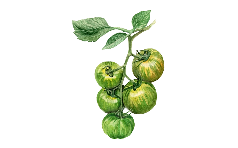 Salattomate ‘Green Zebra’, Bio-Jungpflanze