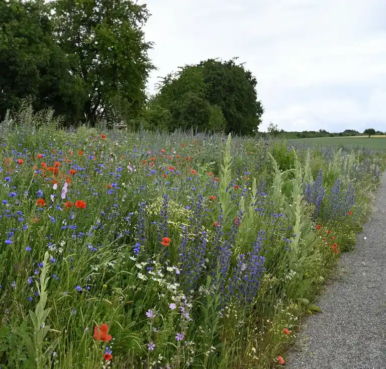 Wildblumensaat: Schmetterlings- und Wildbienensaum