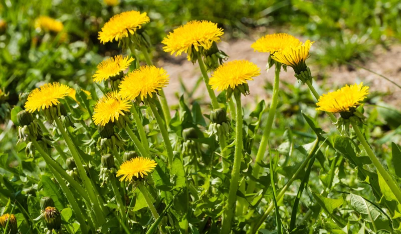 "Green Revolt" - Bienenblumen für Wilde Ecken 5qm