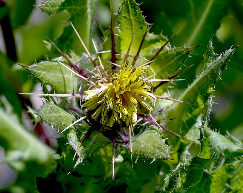 30 Samen Benediktenkraut * Cnicus benedictus * Benediktendistel, Benediktenwurz