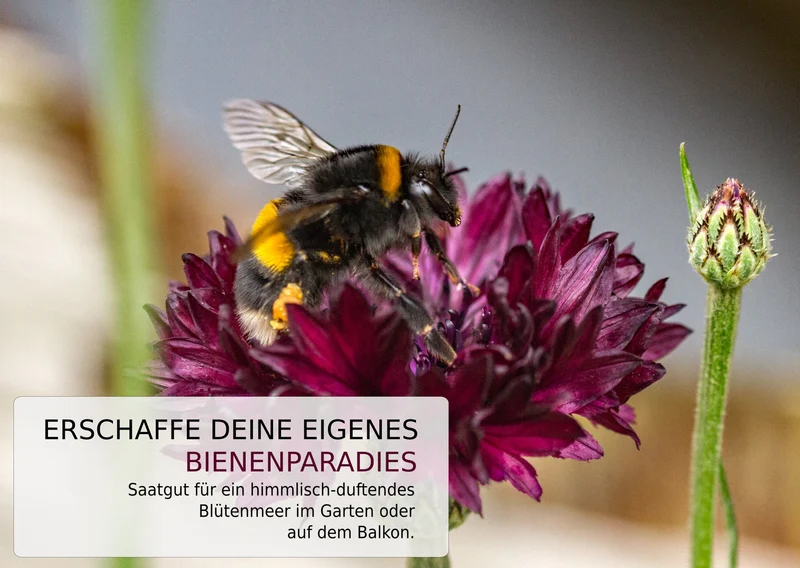 Bienenparadies Bienenwiese Samenmischung 50 Gramm
