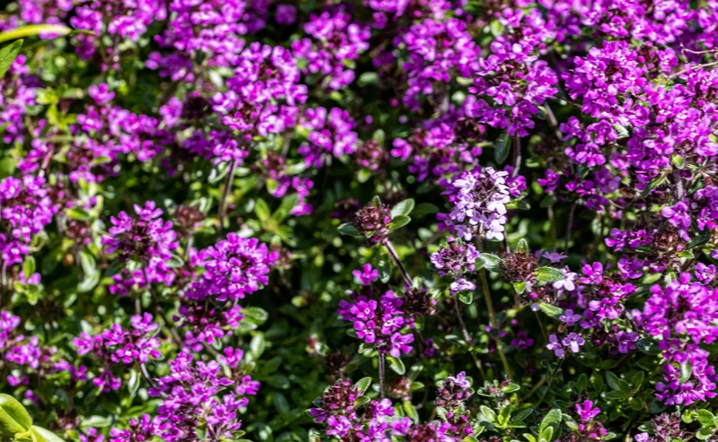 2000 Samen Sand-Thymian * Thymus serpyllum * Teppich-Thymian Quendel