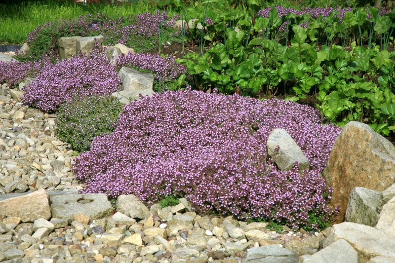 2000 Samen Sand-Thymian * Thymus serpyllum * Teppich-Thymian Quendel