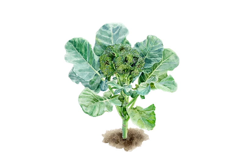 Brokkoli ‘Calinaro‘