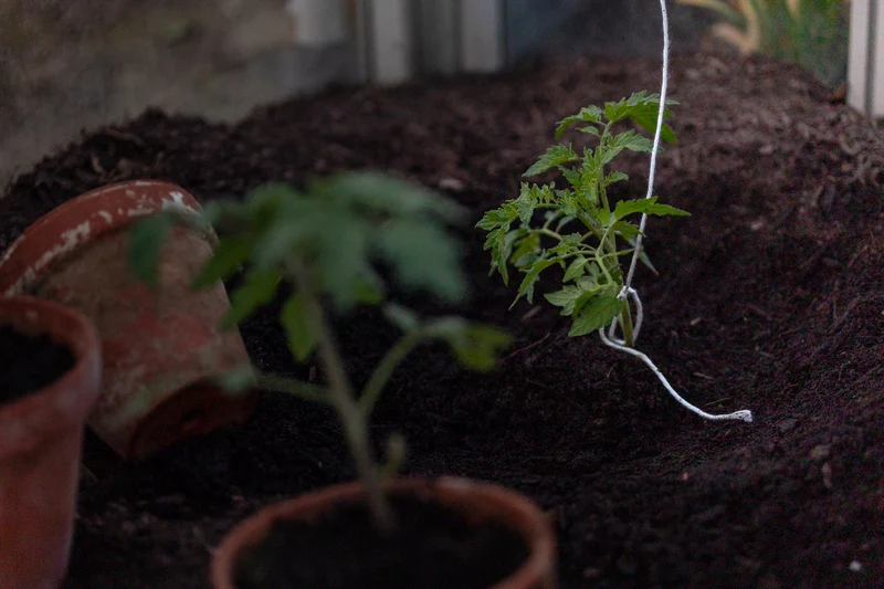 Tomatenhaken