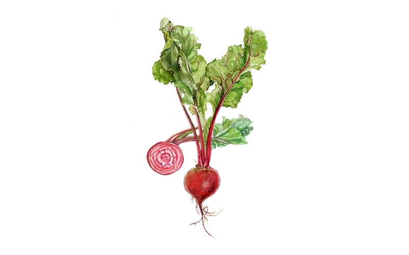Rote Bete ‘Tonda di Chioggia’