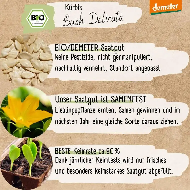 Demeter Kürbis Bush Delicata Samen