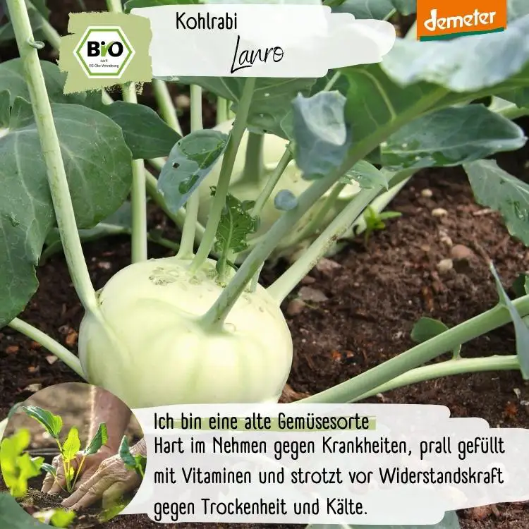 Demeter Kohlrabi Lanro Samen