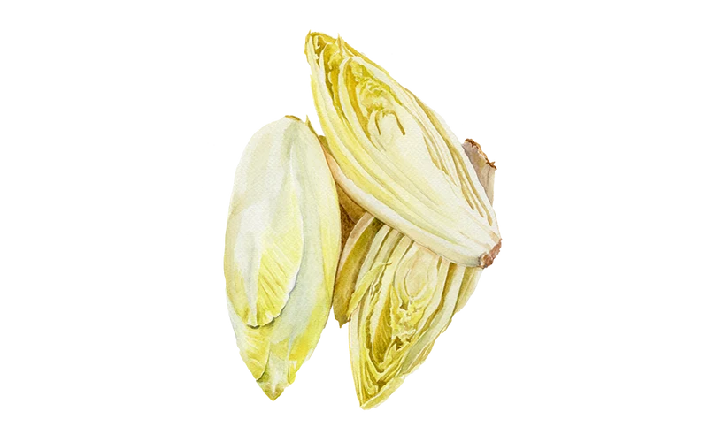Chicorée 'Etardo'