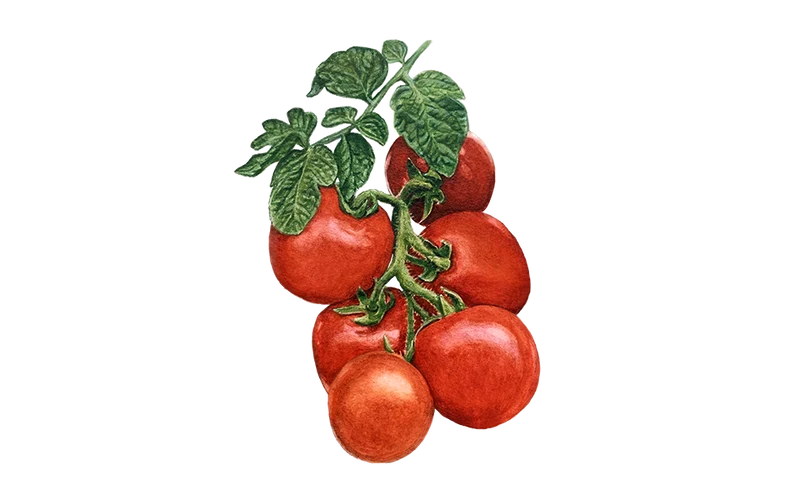 Buschtomate ‘Rotkäppchen’