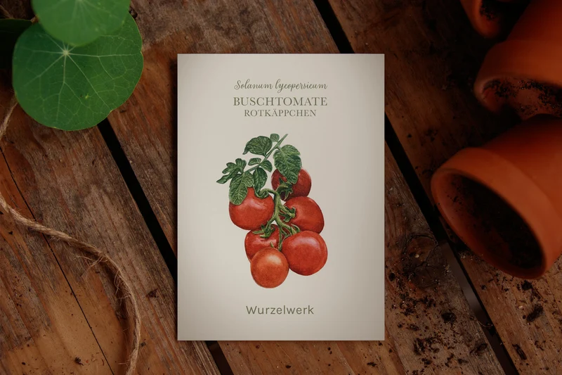 Buschtomate ‘Rotkäppchen’