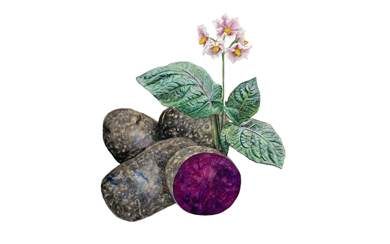 Bio-Pflanzkartoffel 'Purple Rain'