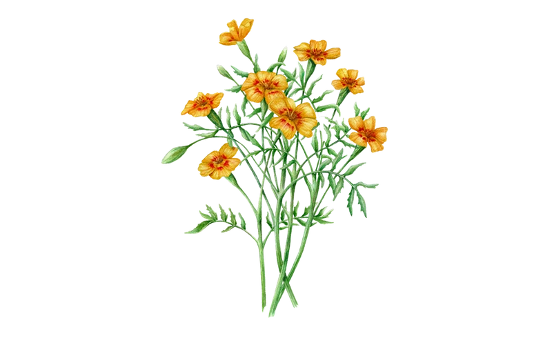 Tagetes 'von Eriswill'