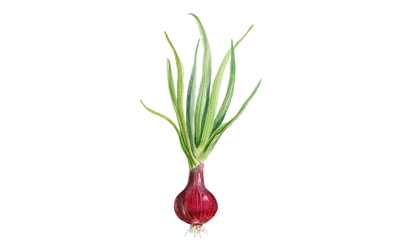 Zwiebel ‘Red Baron’
