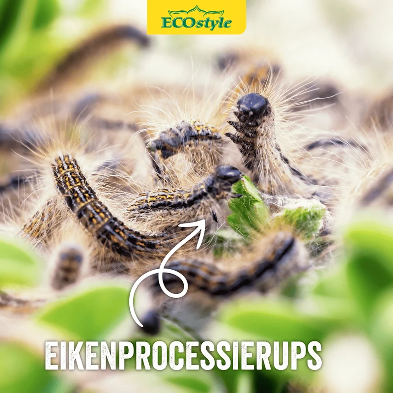 Aaltjes tegen eikenprocessierups