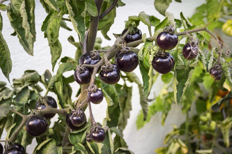 15 Samen Tomate "Black Cherry"