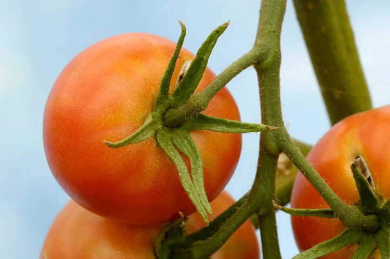 15 Samen Tomate "Berner Rose"