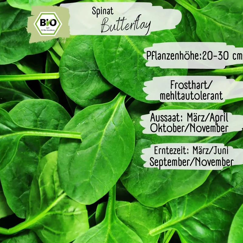 Bio Spinat Samen
