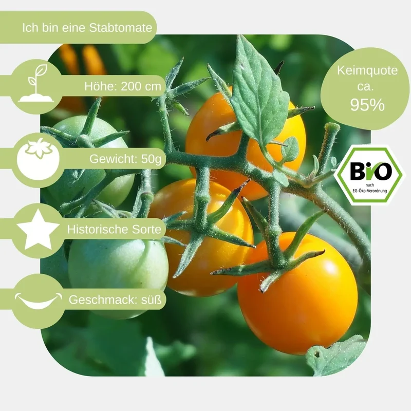 Bio Stabtomate Gelbe von Thun Samen