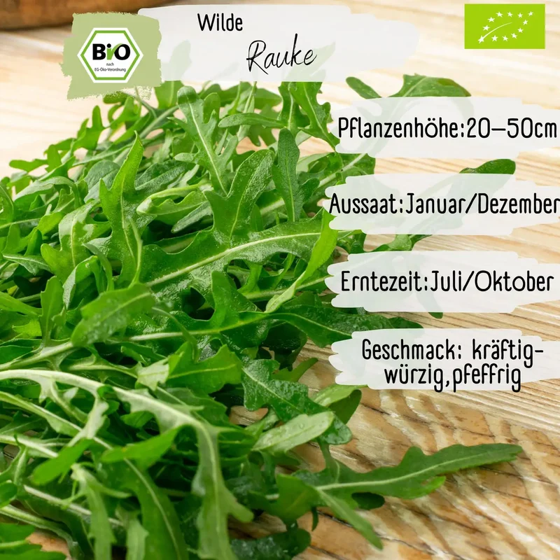Bio Wilde Rauke Samen