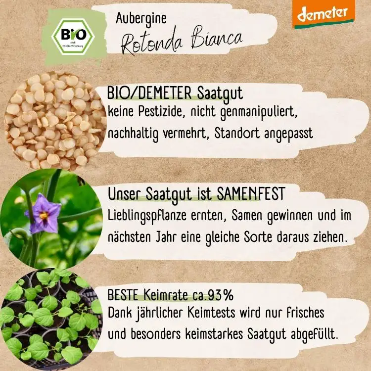 Demeter Aubergine Rotonda di Rosa Samen