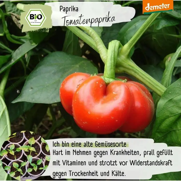 Demeter Tomatenpaprika Samen