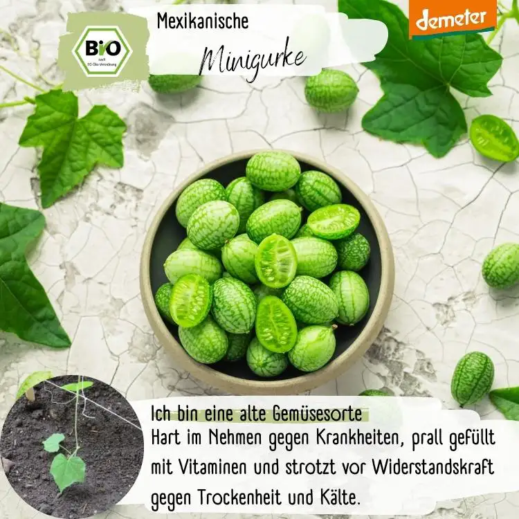 Demeter Mexikanische Minigurken Samen