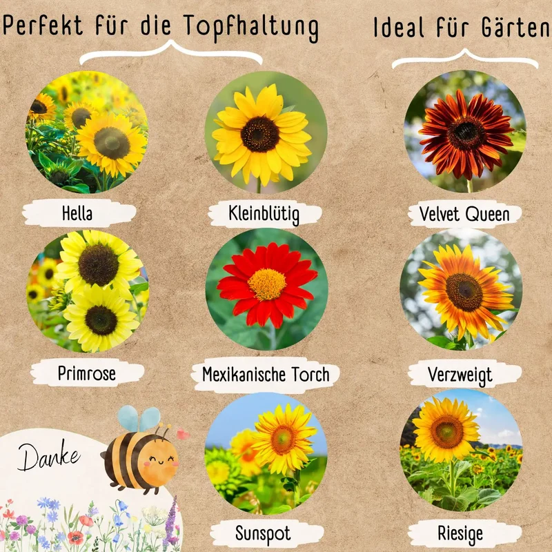 Sonnenblumen Starter Set