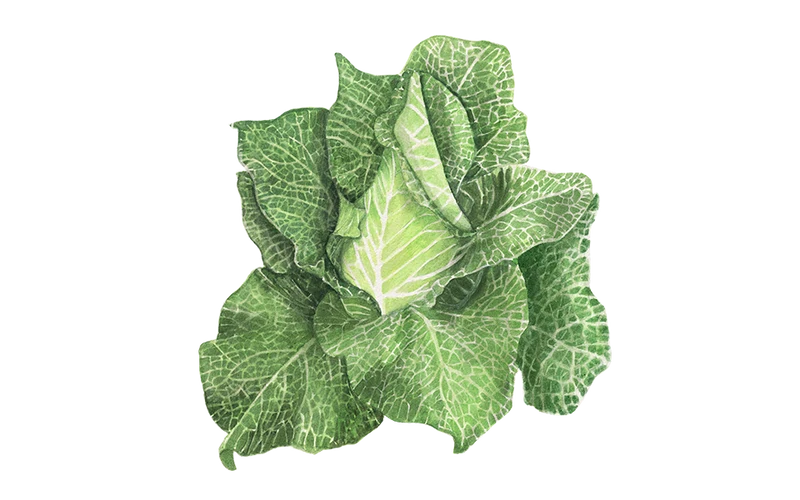 Weißkohl Filderkraut