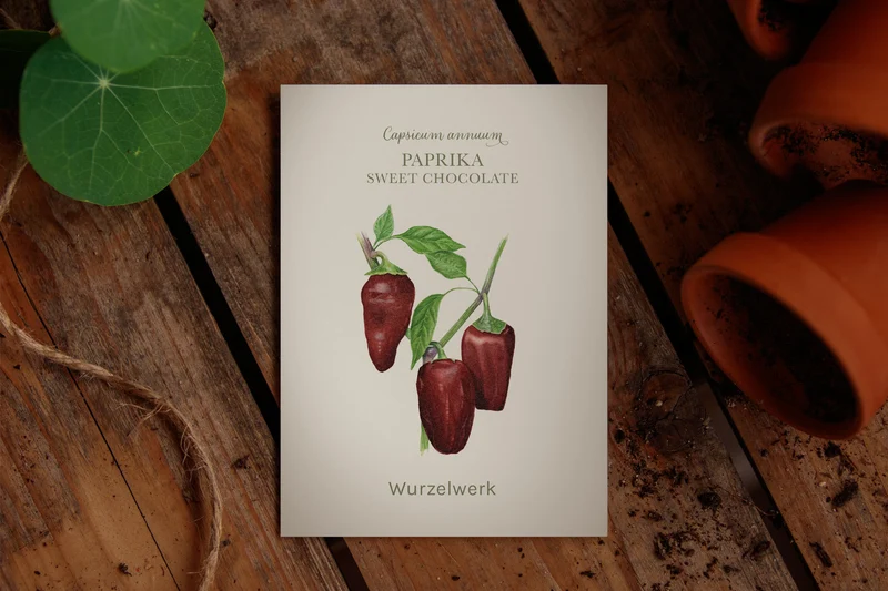 Paprika 'Sweet Chocolate'