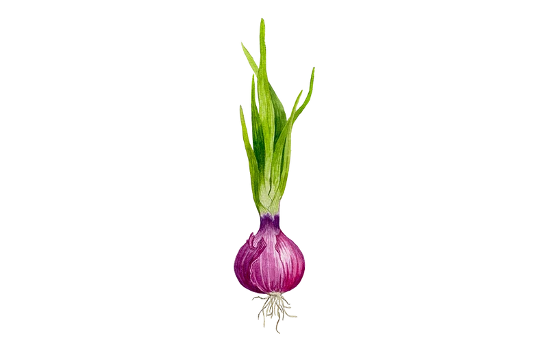 Steckzwiebel 'Red Baron'