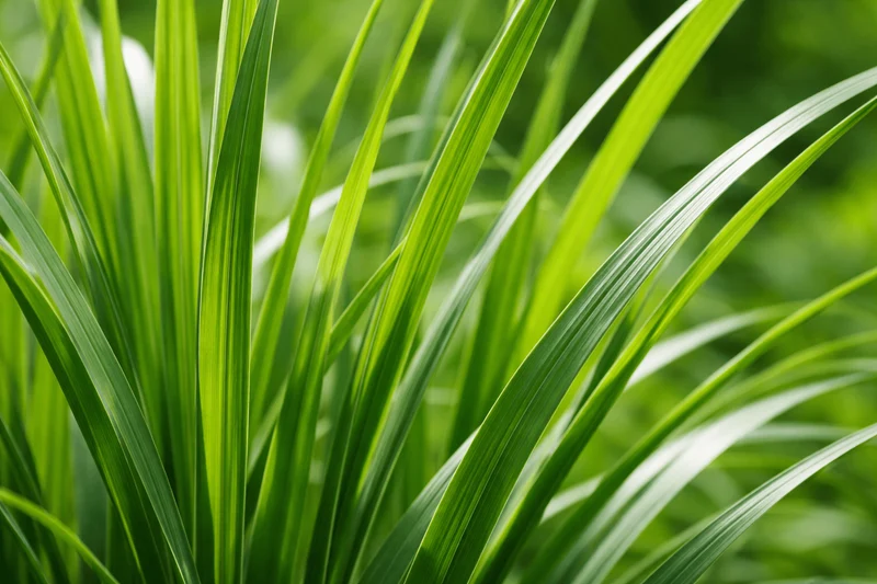 Ziergras Dünger Flora Boost PRO | Hochwertiger Gartendünger NPK 9-4-5 (+2 Mg) für üppiges Wachstum
