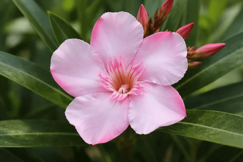 Oleander Dünger Flora Boost PRO | NPK 8-3-6 (+2 Mg) für gesunde Pflanzen