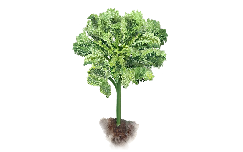 Grünkohl ‘Ostfriesische Palme‘