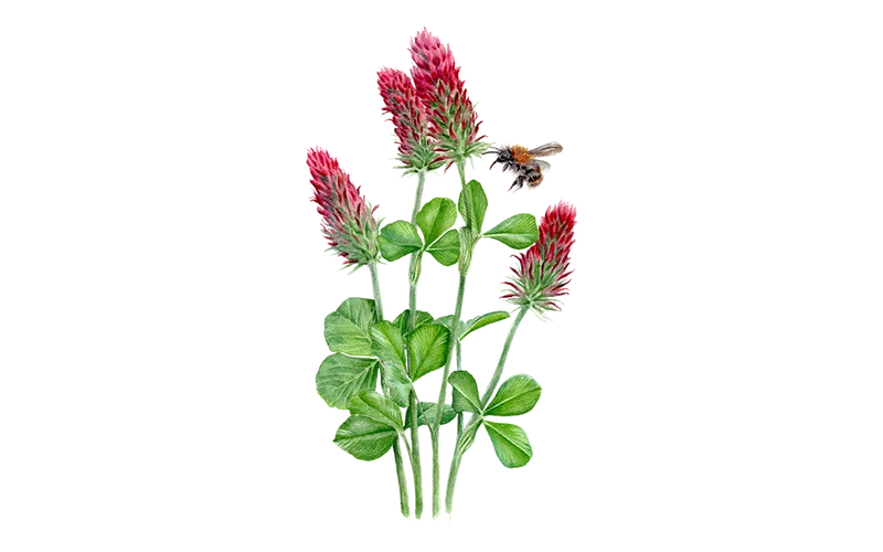 Gründünger ‘Inkarnatklee‘