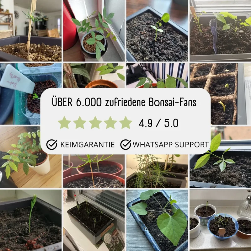 Bonsai Garten Starter Set