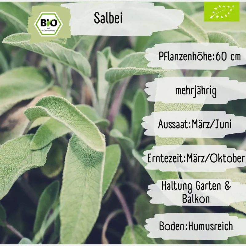 Bio Salbei Samen